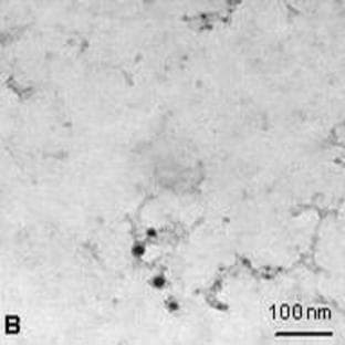 anti-Linker For Activation of T Cells (LAT) antibody avatar