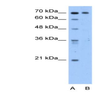 anti-Chromosome 9 Open Reading Frame 96 (C9orf96) (C-Term) antibody avatar