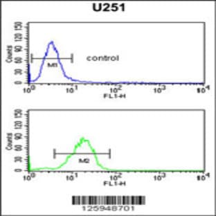 anti-Advanced Glycosylation End Product-Specific Receptor (AGER) (N-Term), (AA 24-52) antibody avatar