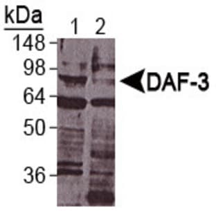 anti-Abnormal DAuer Formation Family Member (Daf-3) (DAF-3) (C-Term), (AA 700-796) antibody avatar