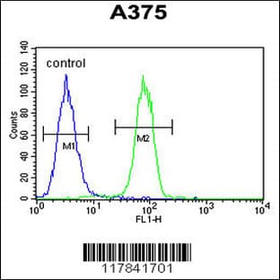 anti-Endothelin-Converting Enzyme 1 (ECE1) (C-Term), (AA 528-556) antibody avatar