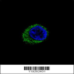anti-Endothelin Receptor Type A (EDNRA) (AA 125-154), (Center) antibody avatar
