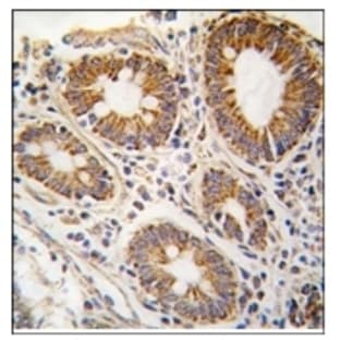 anti-Adenosylhomocysteinase (AHCY) (N-Term) antibody avatar
