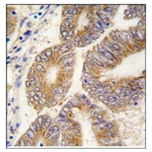 anti-Adenosylhomocysteinase (AHCY) (C-Term) antibody avatar