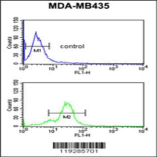 anti-Endothelin Receptor Type B (EDNRB) (C-Term), (AA 409-439) antibody avatar