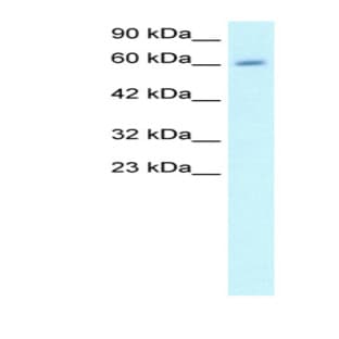anti-Cyclin A2 (CCNA2) (C-Term) antibody avatar