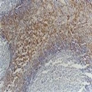 anti-Protein tyrosine Phosphatase, Receptor Type, C (PTPRC) antibody (Allophycocyanin) avatar