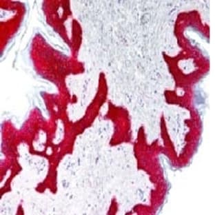 anti-Epidermal Growth Factor Receptor (EGFR) (Extracellular Domain) antibody avatar