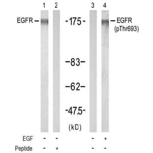 anti-Epidermal Growth Factor Receptor (EGFR) (Thr693) antibody