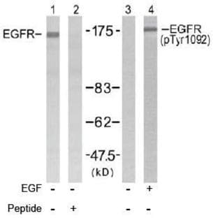 anti-Epidermal Growth Factor Receptor (EGFR) (Tyr 1092) antibody