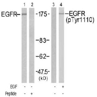 anti-Epidermal Growth Factor Receptor (EGFR) (Tyr 1110) antibody