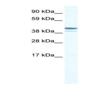 anti-Zinc Finger Protein 627 (ZNF627) (N-Term) antibody avatar