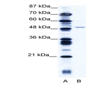 anti-Zinc Finger Protein 627 (ZNF627) (N-Term) antibody avatar
