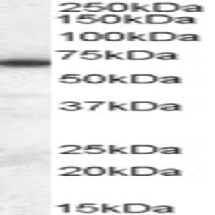 anti-E74-Like Factor 1 (Ets Domain Transcription Factor) (ELF1) (C-Term) antibody avatar