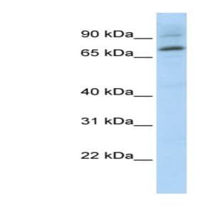 anti-E74-Like Factor 1 (Ets Domain Transcription Factor) (ELF1) (Middle Region) antibody avatar