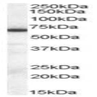 anti-E74-Like Factor 1 (Ets Domain Transcription Factor) (ELF1) (C-Term) antibody avatar