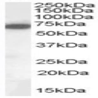anti-Cell Adhesion Molecule 4 (CADM4) (C-Term) antibody avatar