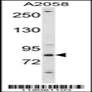 anti-CREB Regulated Transcription Coactivator 2 (CRTC2) (C-Term), (AA 664-693) antibody avatar