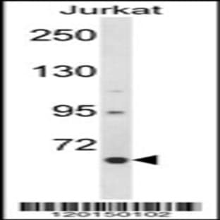 anti-CREB Regulated Transcription Coactivator 2 (CRTC2) (N-Term), (AA 94-123) antibody avatar