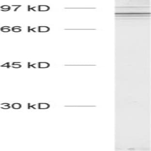 anti-Cortactin (CTTN) (N-Term) antibody avatar