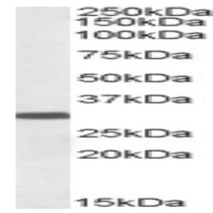 anti-Engrailed Homeobox 2 (EN2) (C-Term) antibody avatar