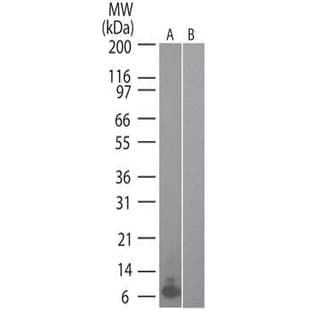 anti-Chemokine (C-C Motif) Ligand 20 (CCL20) antibody avatar