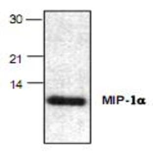 anti-Chemokine (C-C Motif) Ligand 3 (CCL3) (AA 1-69) antibody avatar