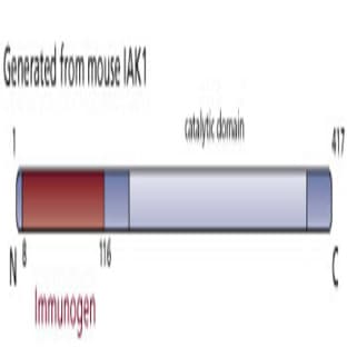 anti-Aurora Kinase A (AURKA) (AA 8-116) antibody avatar