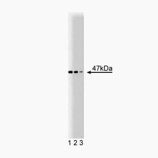 anti-Coagulation Factor II (thrombin) Receptor (F2R) (AA 33-153) antibody avatar