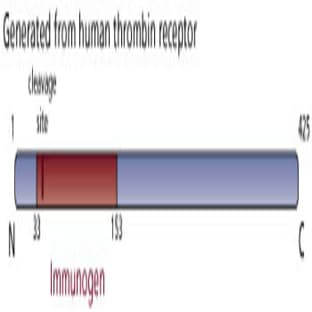 anti-Coagulation Factor II (thrombin) Receptor (F2R) (AA 33-153) antibody avatar