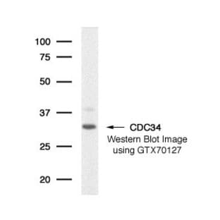 anti-Cell Division Cycle 34 Homolog (S. Cerevisiae) (CDC34) antibody avatar