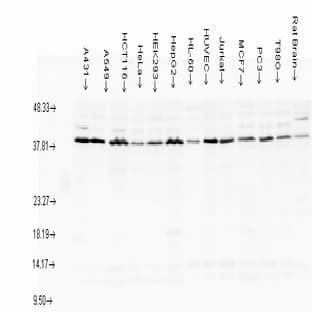 anti-AHA1, Activator of Heat Shock 90kDa Protein ATPase Homolog 1 (Yeast) (AHSA1) antibody avatar
