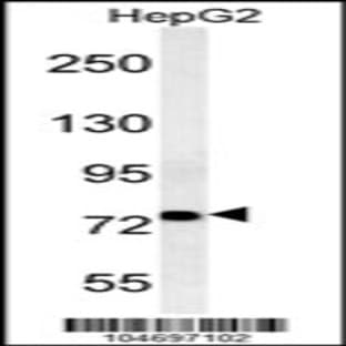 anti-Acyl-CoA Synthetase Long-Chain Family Member 4 (ACSL4) (AA 236-267), (Center) antibody avatar