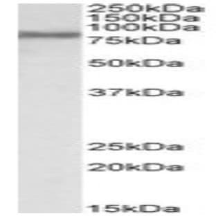 anti-Acyl-CoA Synthetase Long-Chain Family Member 4 (ACSL4) (C-Term) antibody avatar
