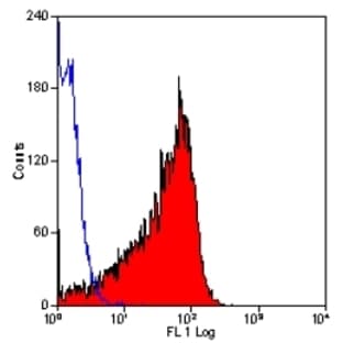 anti-CD90 (THY1) antibody