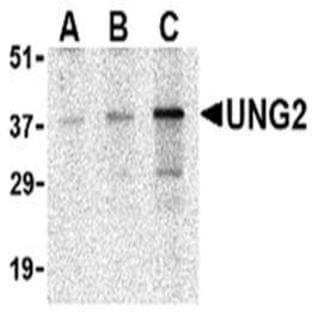 anti-Cyclin O (CCNO) (N-Term) antibody avatar