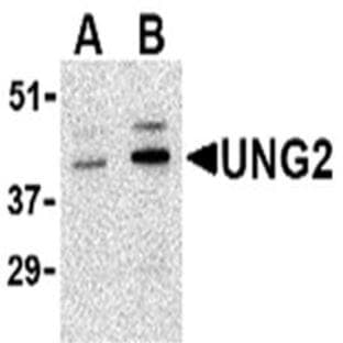 anti-Cyclin O (CCNO) (Middle Region) antibody avatar
