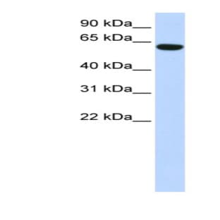 anti-Coiled-Coil Domain Containing 11 (CCDC11) (N-Term) antibody avatar