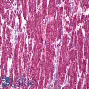 anti-Fibroblast Growth Factor Receptor 1 (FGFR1) (N-Term) antibody avatar