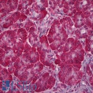 anti-Fibroblast Growth Factor Receptor 1 (FGFR1) (C-Term) antibody avatar
