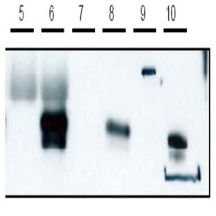 anti-Cytohesin 1 Interacting Protein (CYTIP) (C-Term) antibody avatar