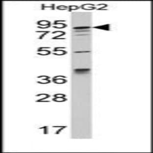 anti-AAK1 (C-Term) antibody avatar