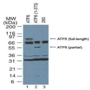 anti-Activating Transcription Factor 6 (ATF6) (AA 1-273), (N-Term) antibody avatar