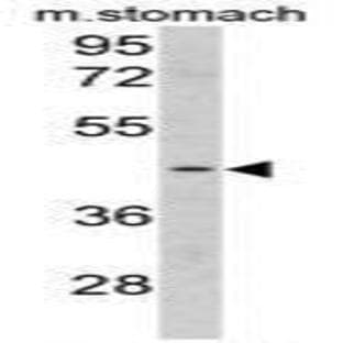 anti-Clusterin Associated Protein 1 (CLUAP1) (C-Term) antibody avatar