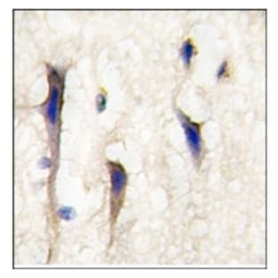 anti-Cdc42 Guanine Nucleotide Exchange Factor (GEF) 9 (Arhgef9) (Middle Region) antibody avatar