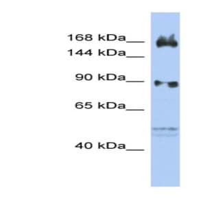 anti-AF4/FMR2 Family, Member 2 (AFF2) (N-Term) antibody avatar