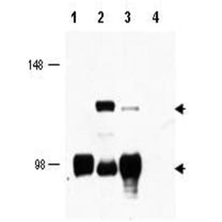 anti-CREB Regulated Transcription Coactivator 1 (CRTC1) (AA 19-34) antibody avatar