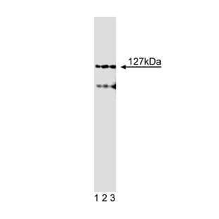 anti-Adaptor-Related Protein Complex 4, epsilon 1 Subunit (AP4E1) (AA 685-793) antibody avatar
