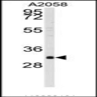anti-WW Domain Binding Protein 2 (WBP2) (C-Term) antibody avatar