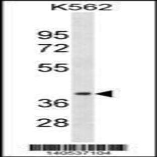 anti-Cyclin D-Type Binding-Protein 1 (CCNDBP1) (N-Term), (AA 21-49) antibody avatar
